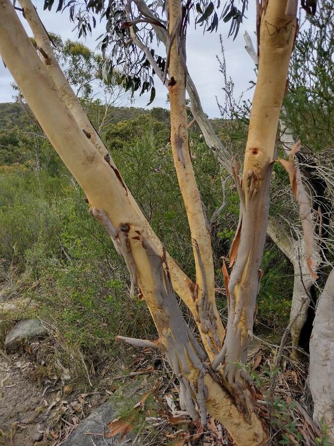 Eucalyptus haemastoma bark