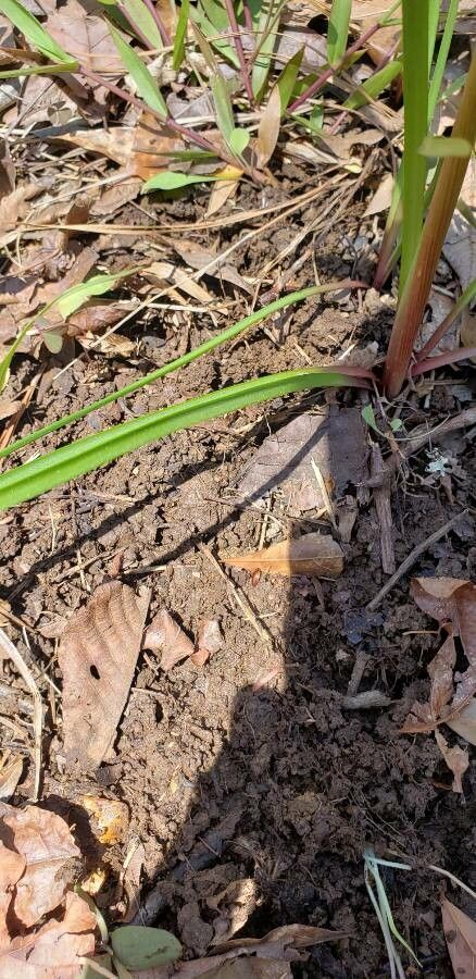 Zephyranthes atamasco — search result for 'Amaryllidaceae'