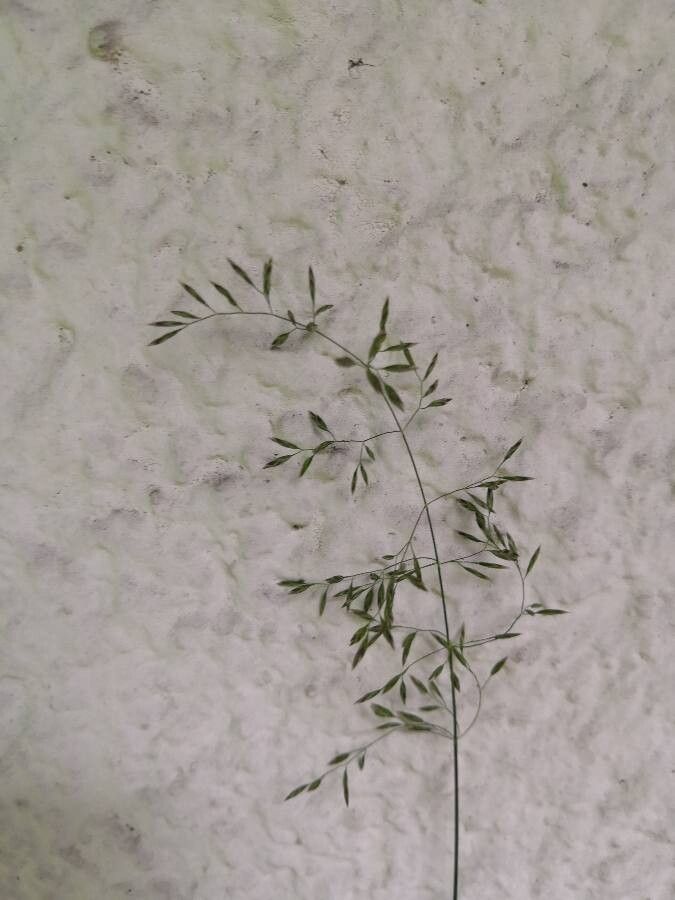 Eragrostis barrelieri flower