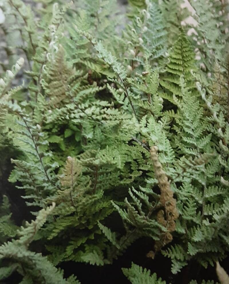 Hemionitis bradburyi — search result for 'Hemionitis'