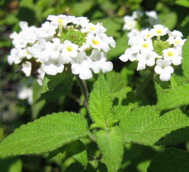 Lantana peduncularis flower