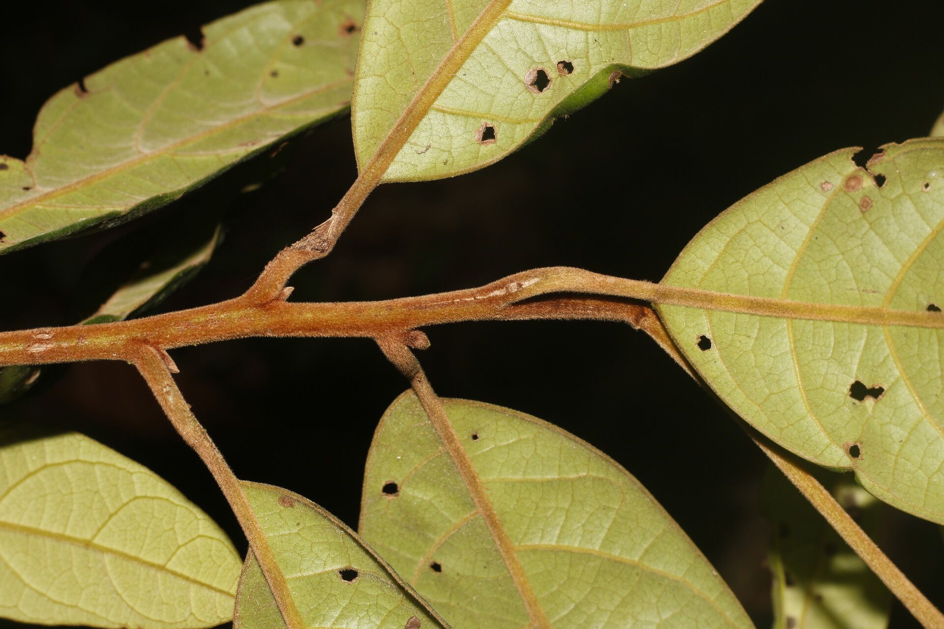 Ocotea atlantica bark