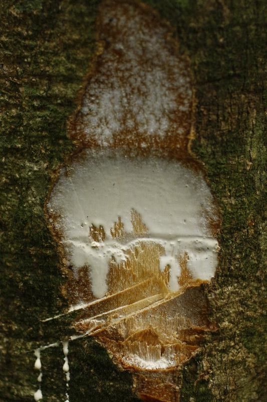 Himatanthus bracteatus other