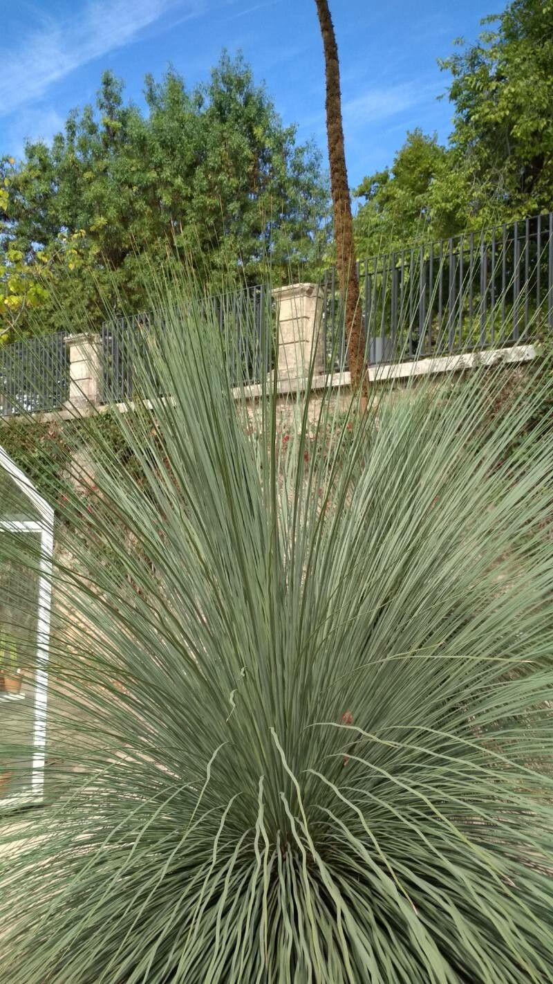 Dasylirion longissimum — search result for 'Dasylirion'