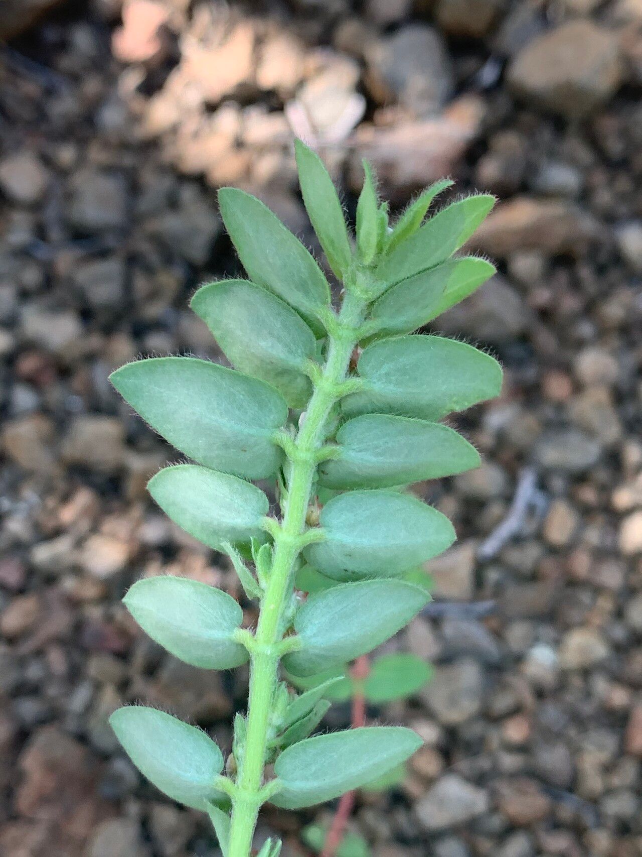 Euphorbia tettensis — houseplant care guide