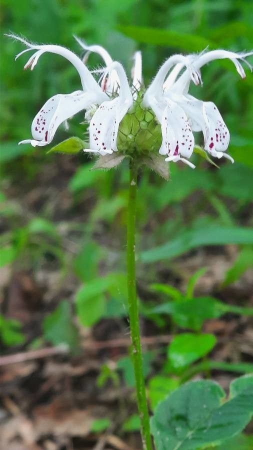 Monarda russeliana flower