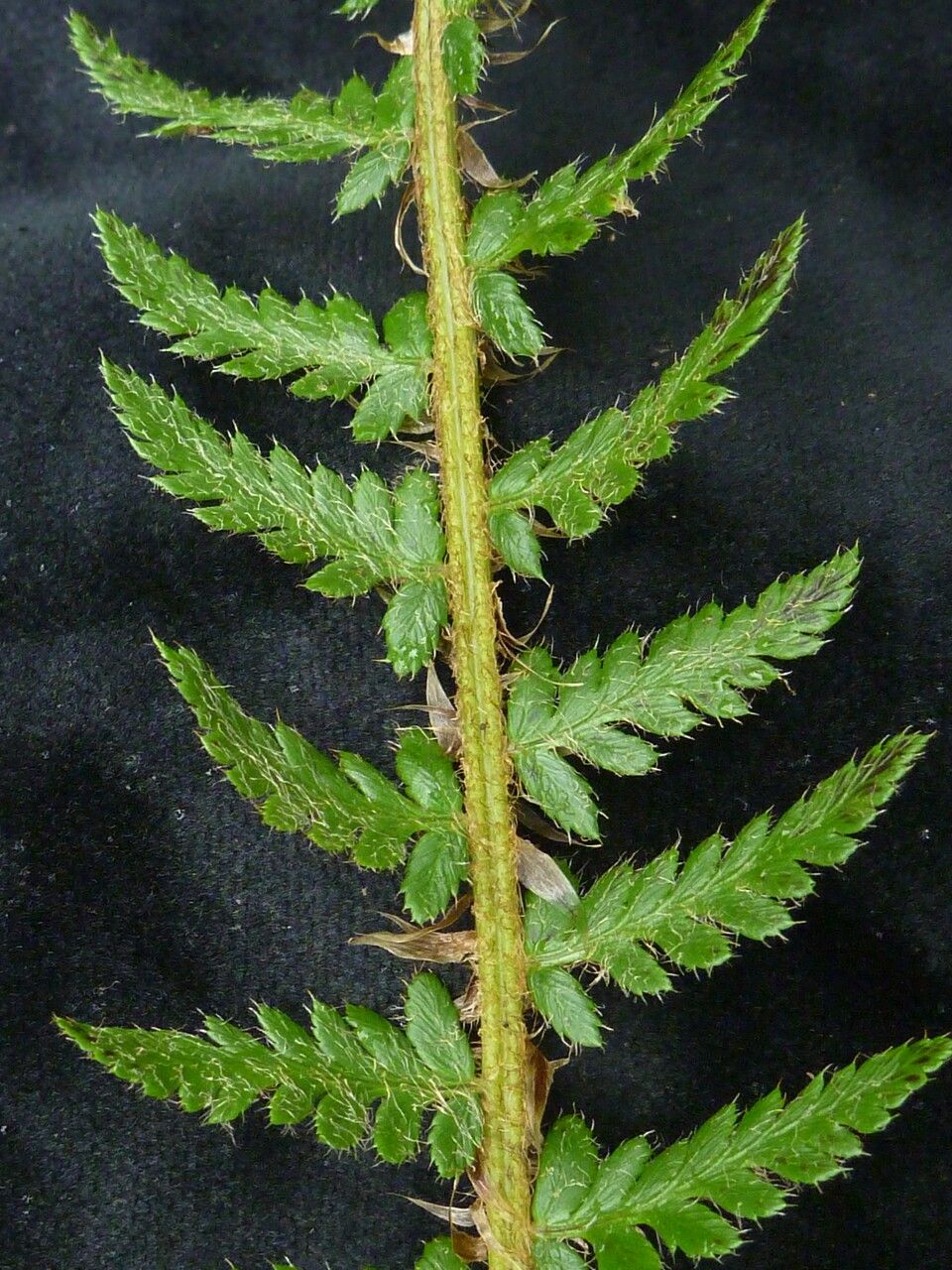 Polystichum prescottianum — search result for 'Polystichum'