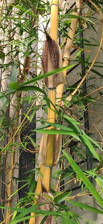 Bambusa eutuldoides habit