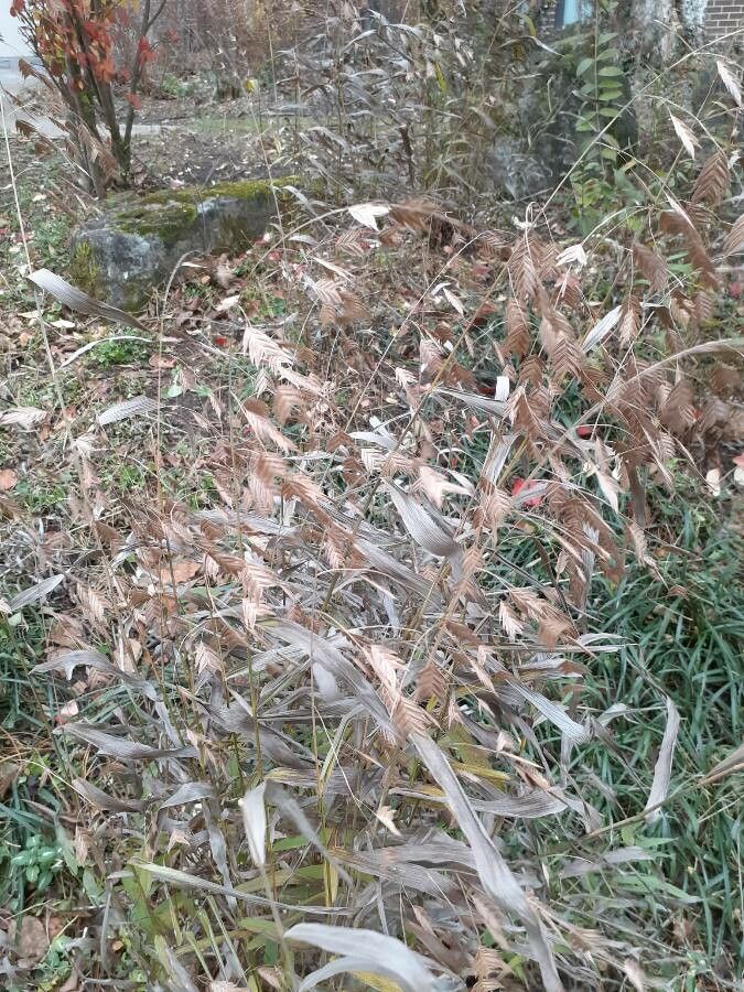 Bromus secalinus fruit