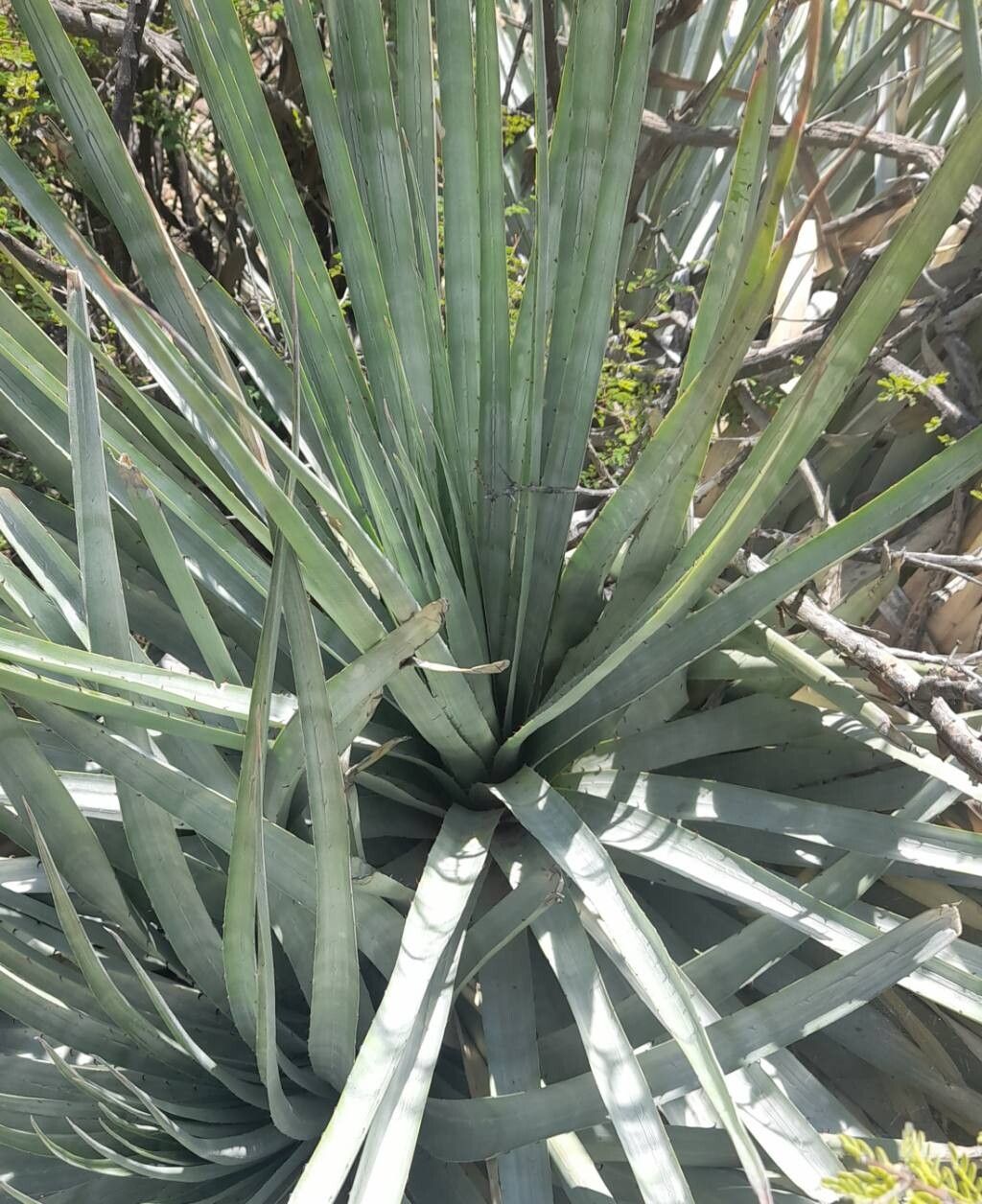 Puya castellanosii