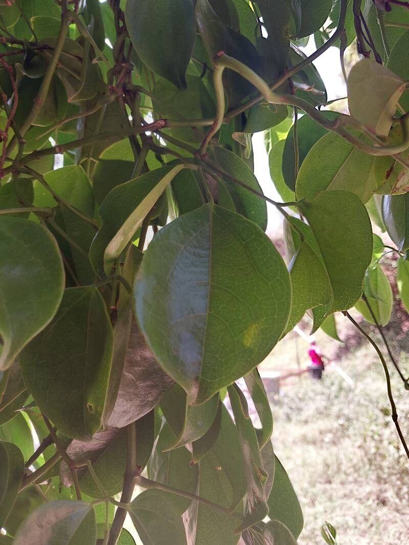 Strongylodon craveniae leaf