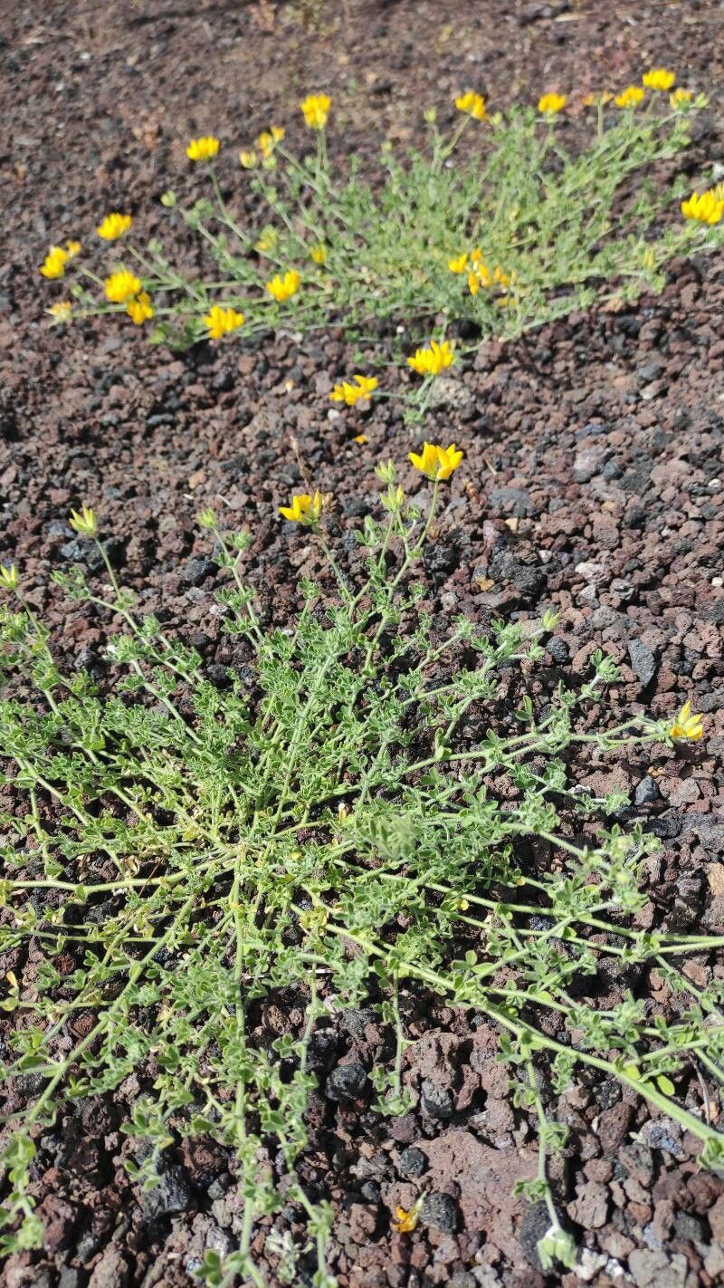 Lotus lancerottensis habit