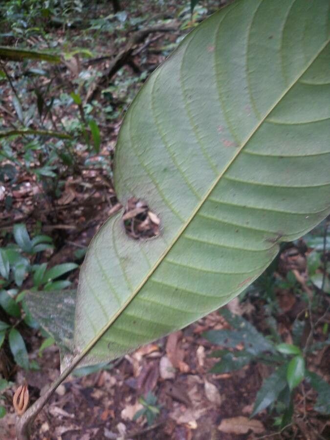 Pouteria melanopoda leaf