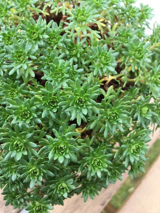 Saxifraga x arendsii leaf