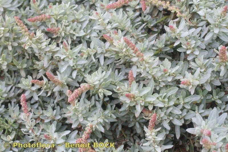 Atriplex muricata other