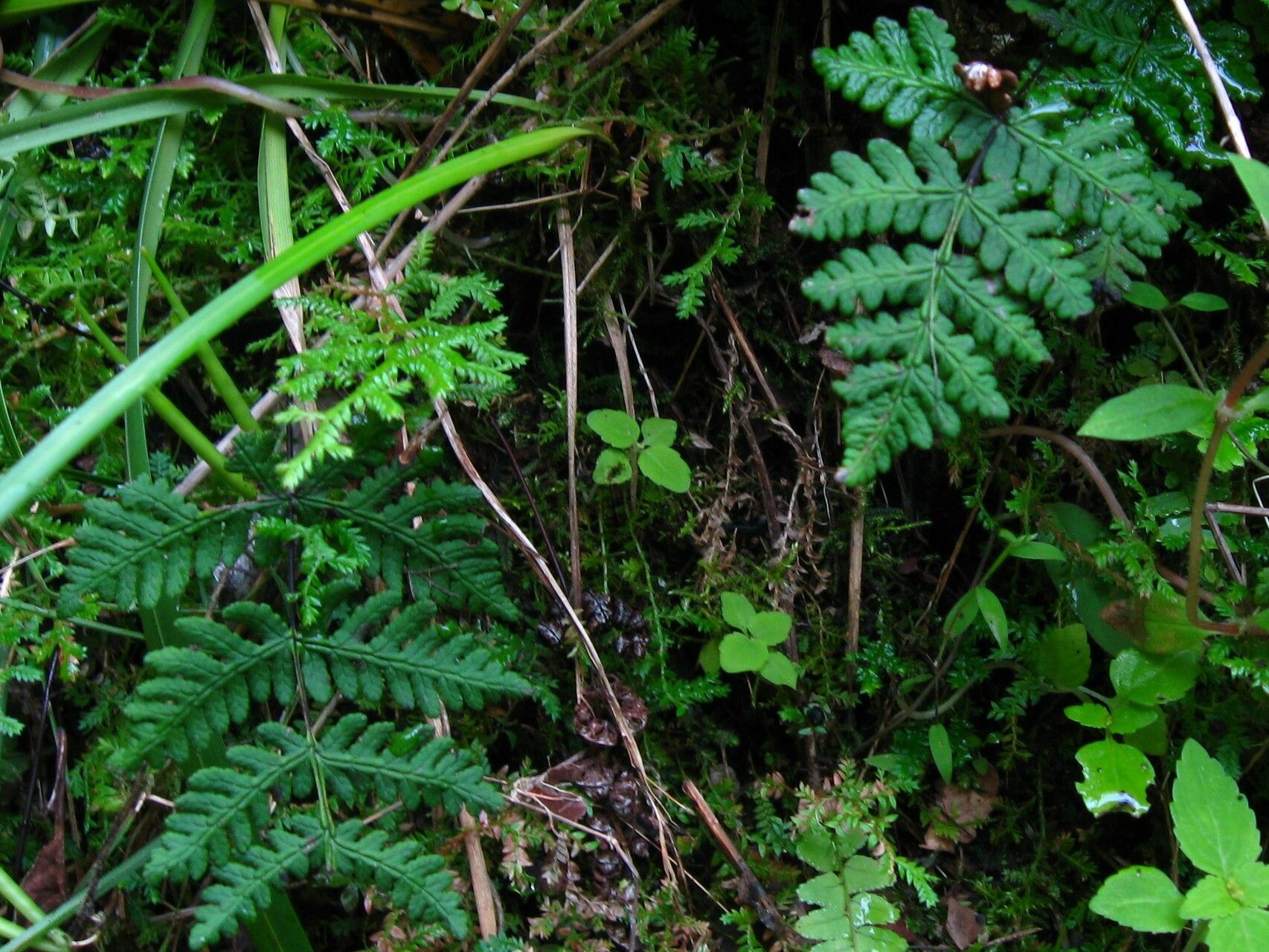 Hemionitis farinosa — search result for 'Hemionitis'