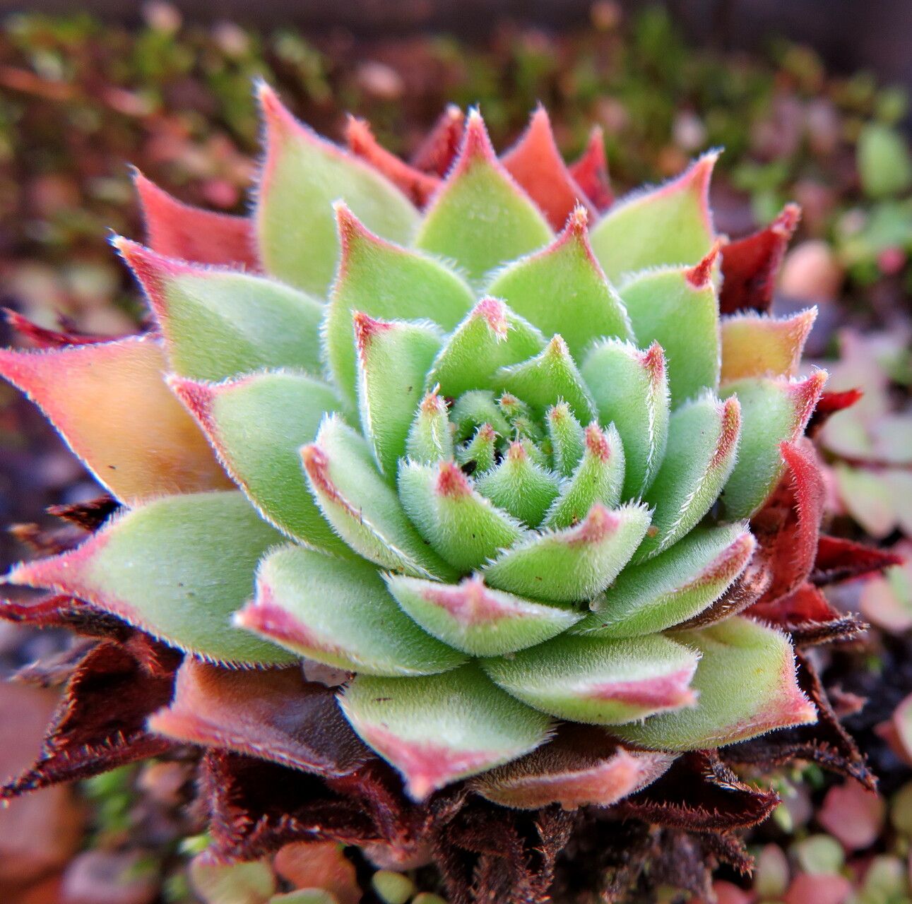 Sempervivum brevipilum