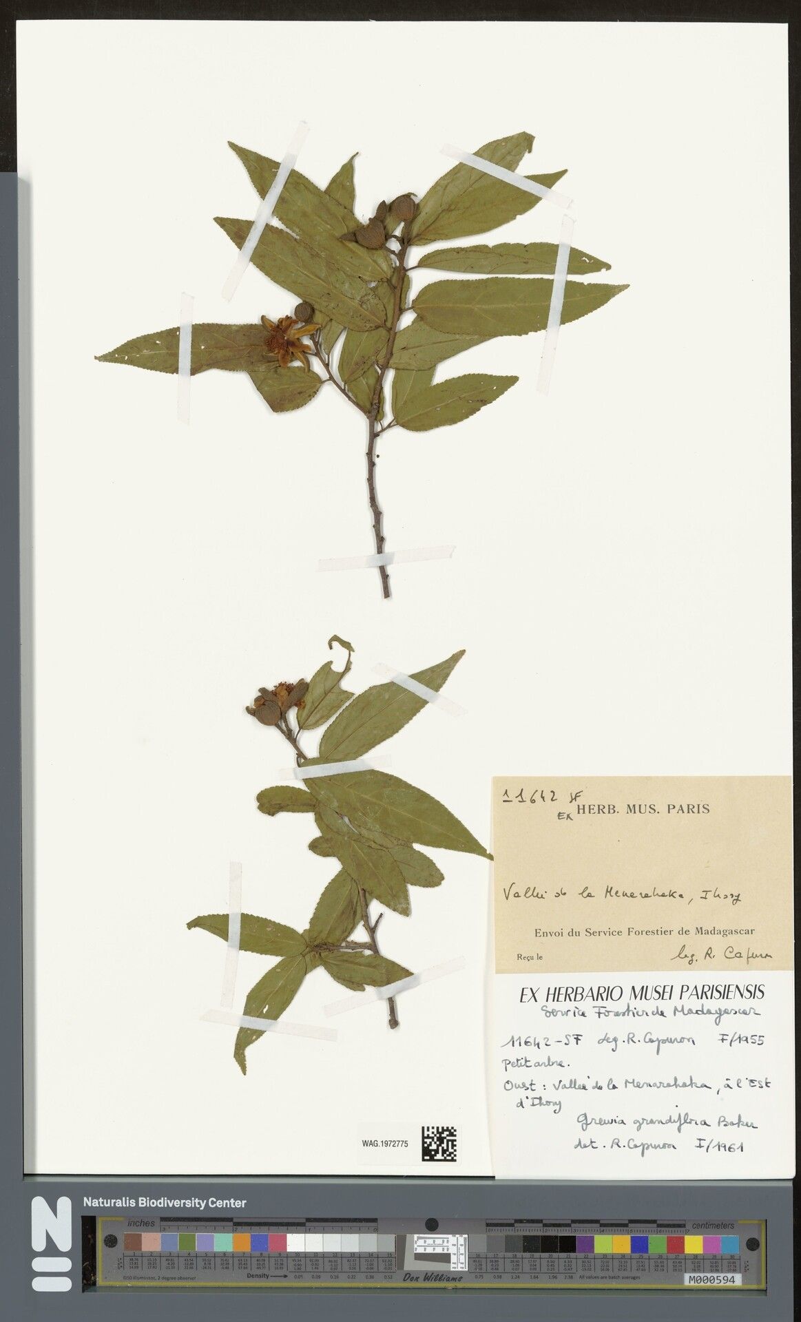 Grewia grandiflora — houseplant care guide