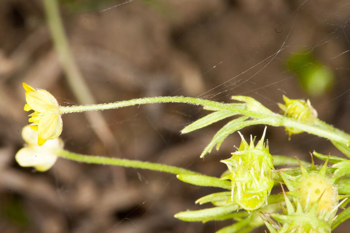 Ranunculus arvensis fruit