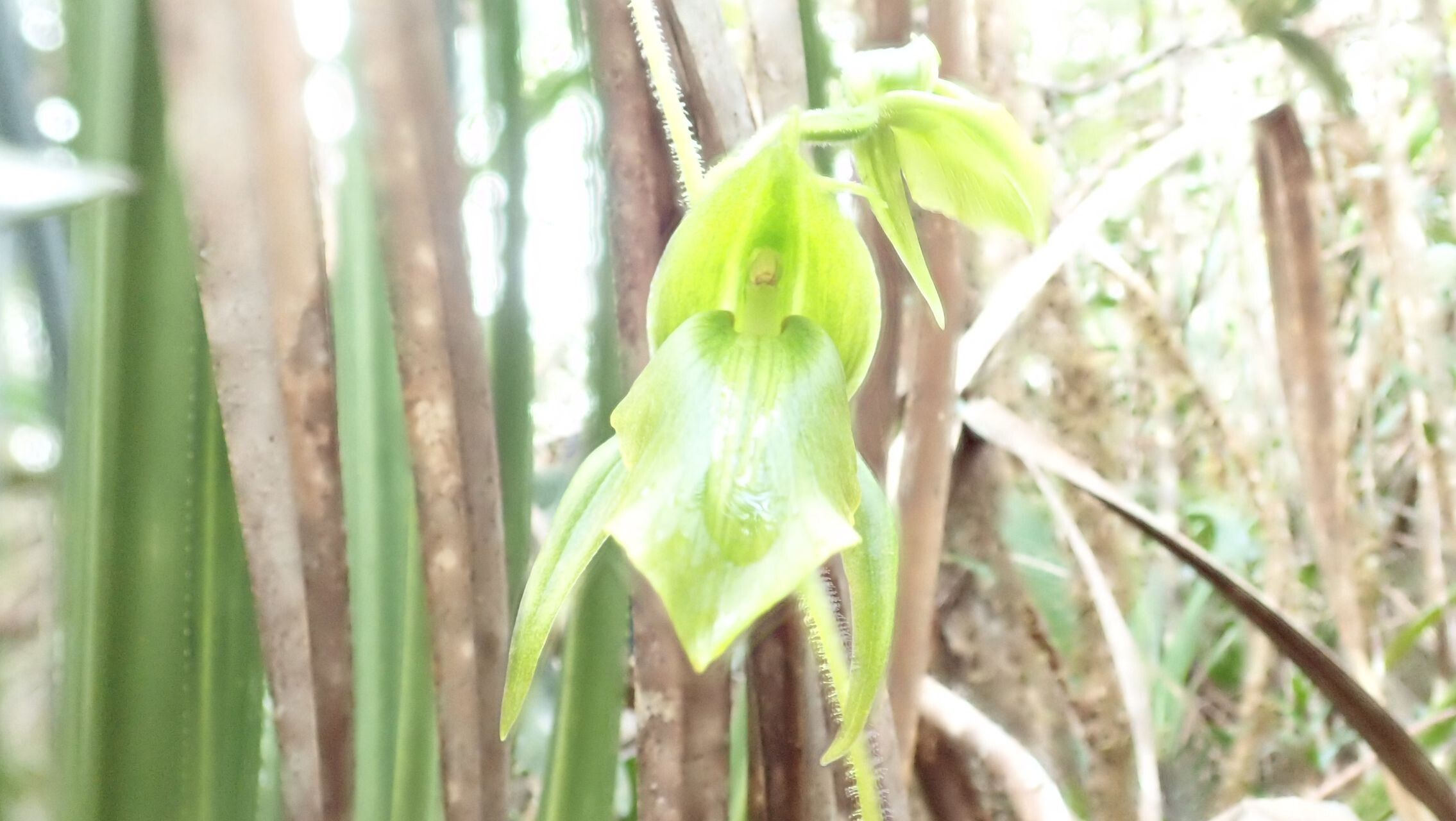 Achlydosa glandulosa — houseplant care guide