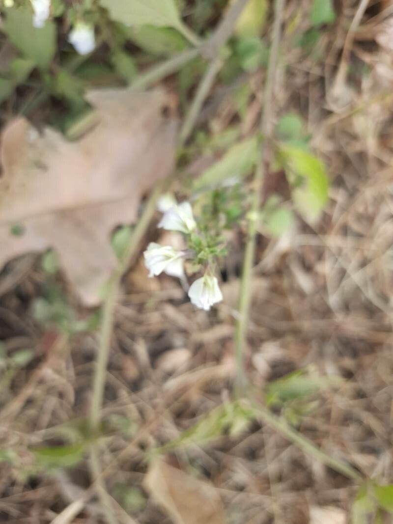 Anisomeles heyneana habit