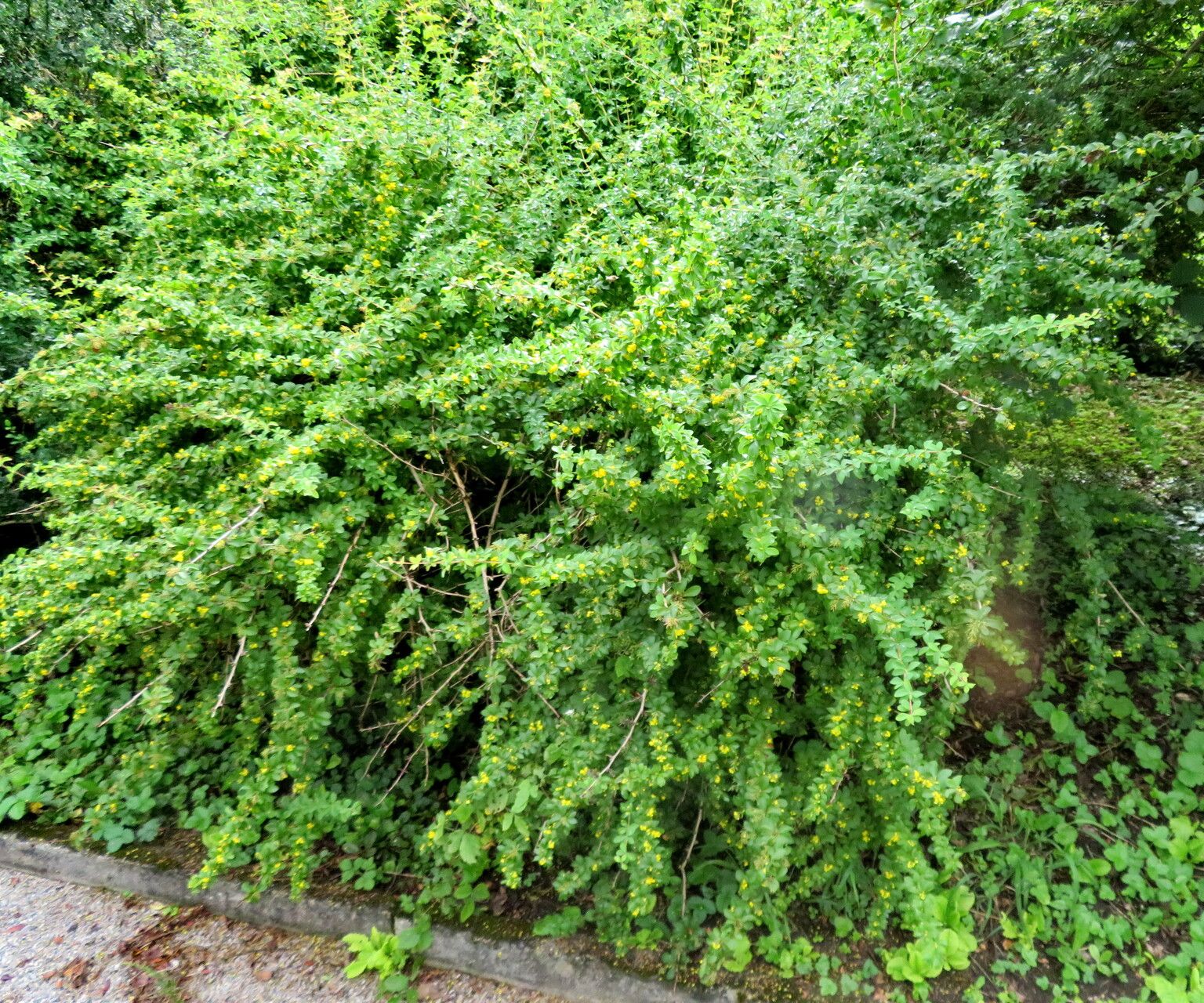 Berberis virescens habit