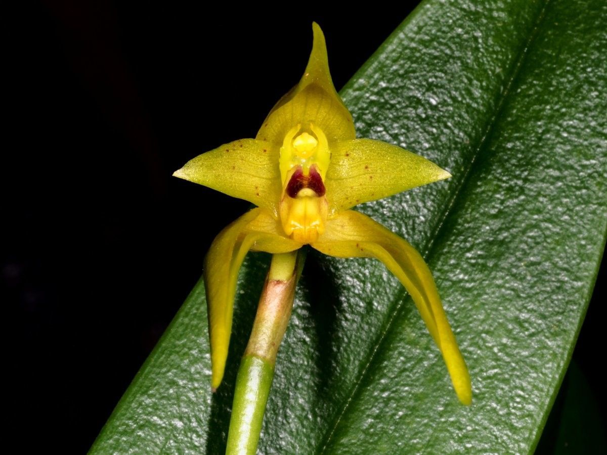 Bulbophyllum pachyanthum flower