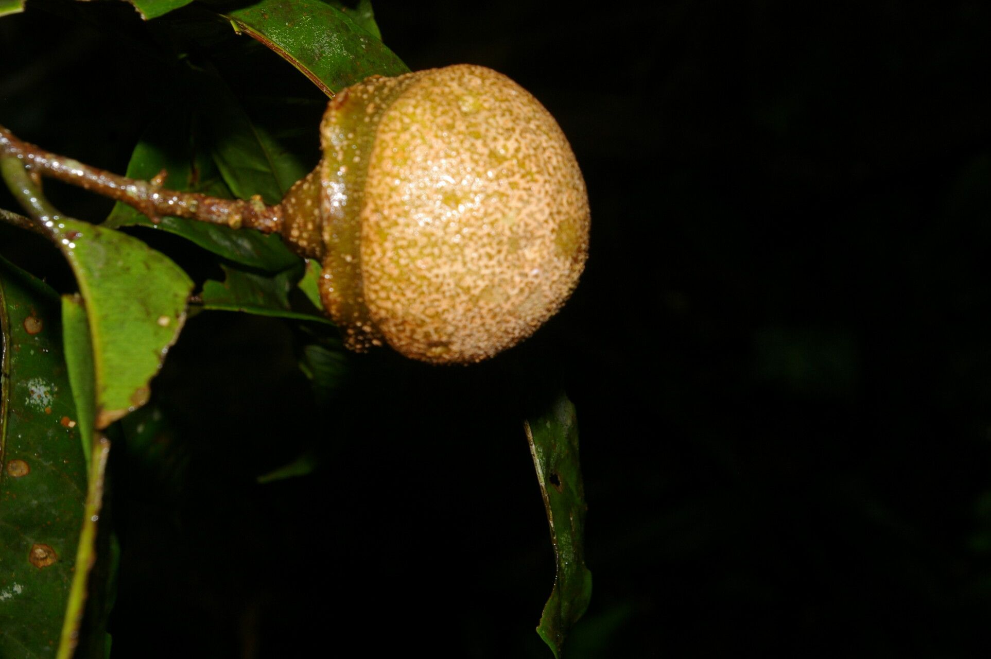 Eschweilera hondurensis fruit