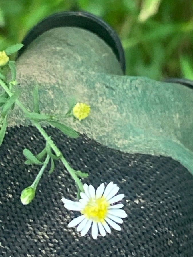 Erigeron foliosus leaf