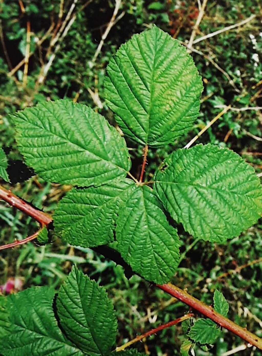 Rubus fasciculatus — houseplant care guide