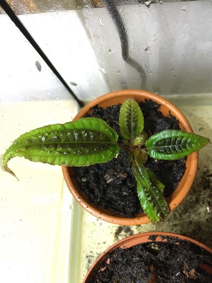 Triolena pustulata — search result for 'Melastomataceae'