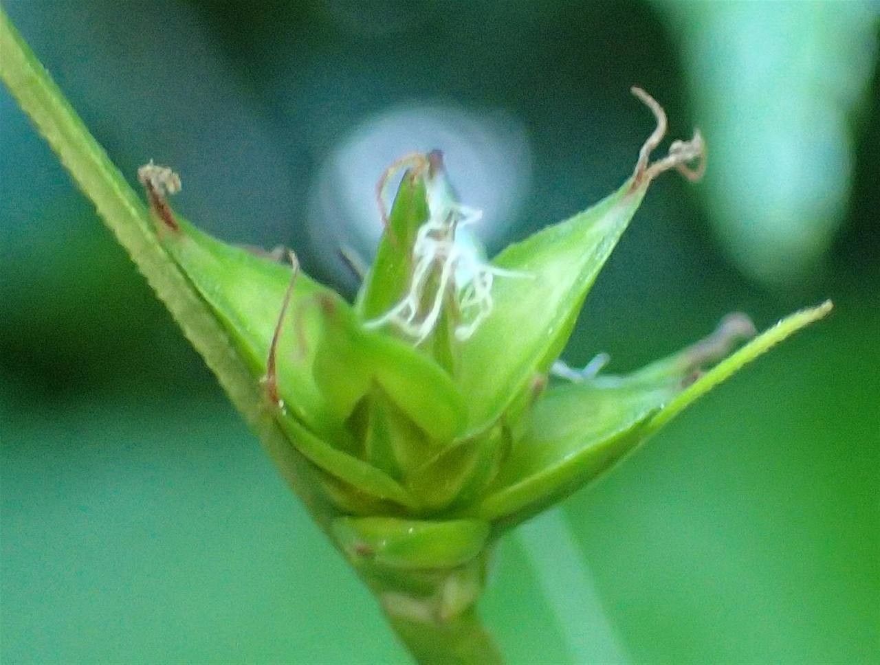 Carex leersii fruit