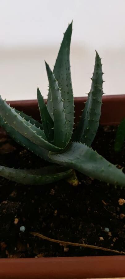 Aloe reitzii leaf