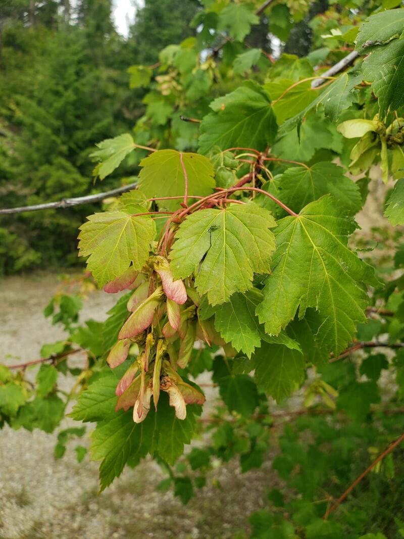 Acer glabrum fruit
