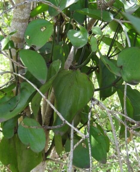 Phoradendron piperoides leaf
