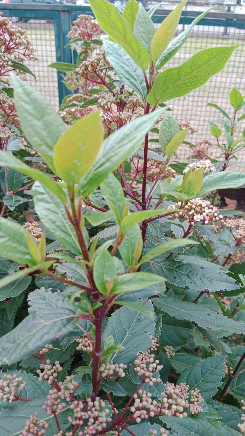 Viburnum rugosum — search result for 'Viburnum'