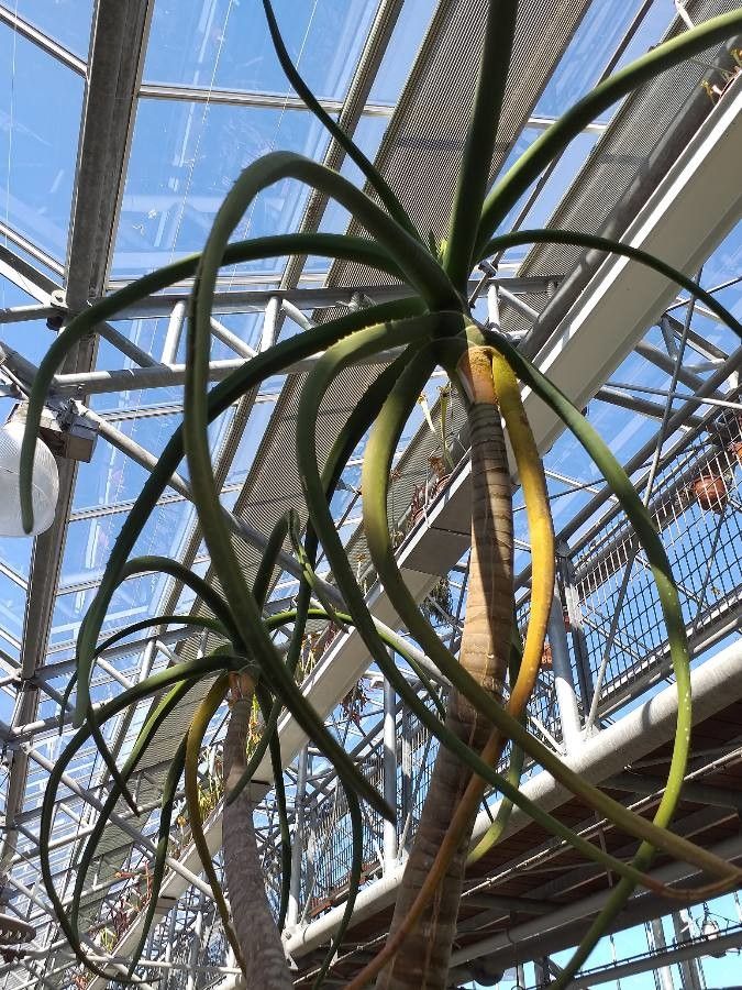 Aloe bainesii — search result for 'Mozambique'