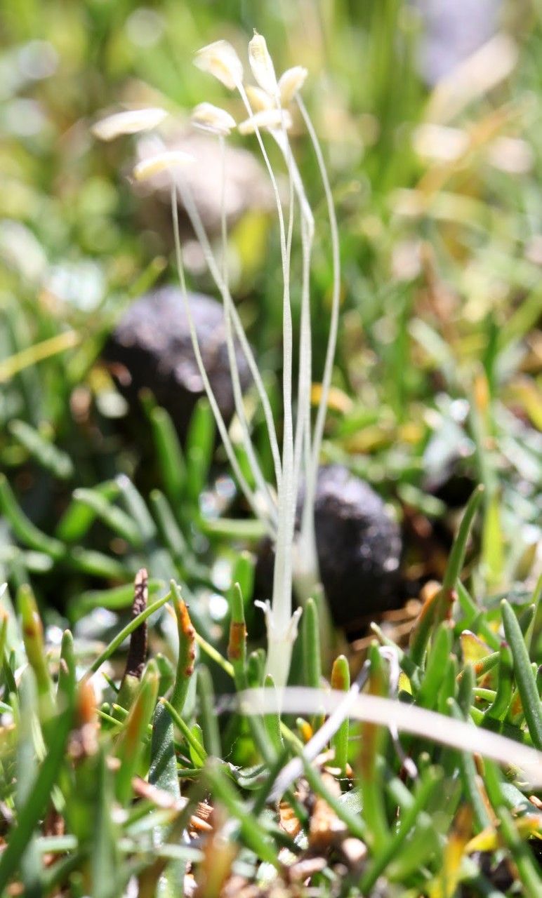 Plantago tubulosa flower