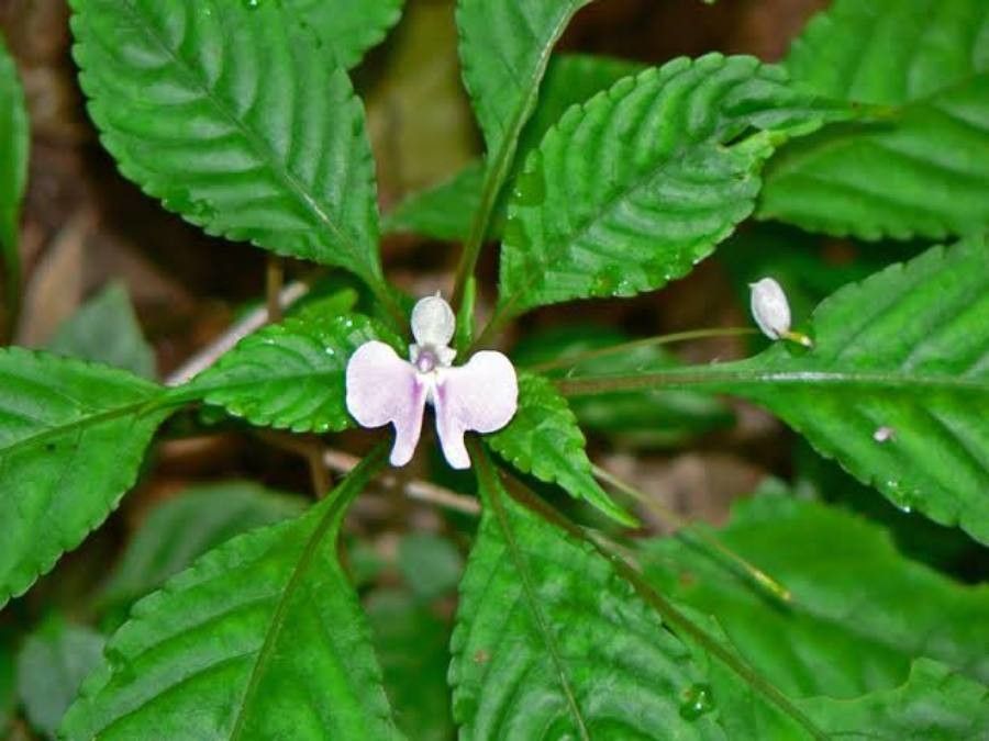 Impatiens hochstetteri — search result for 'Impatiens'