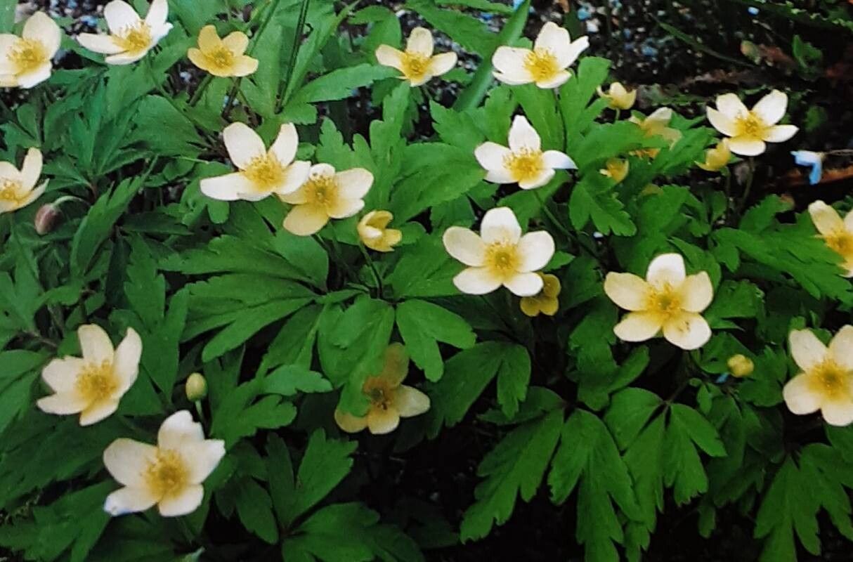 Anemonoides × lipsiensis — search result for 'Anemonoides'