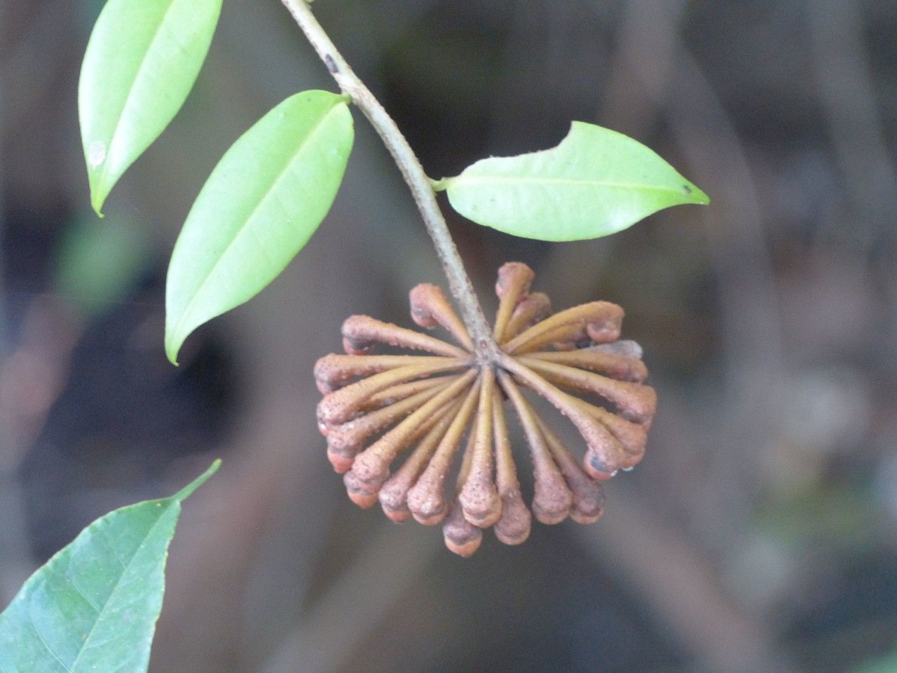 Marcgravia umbellata flower