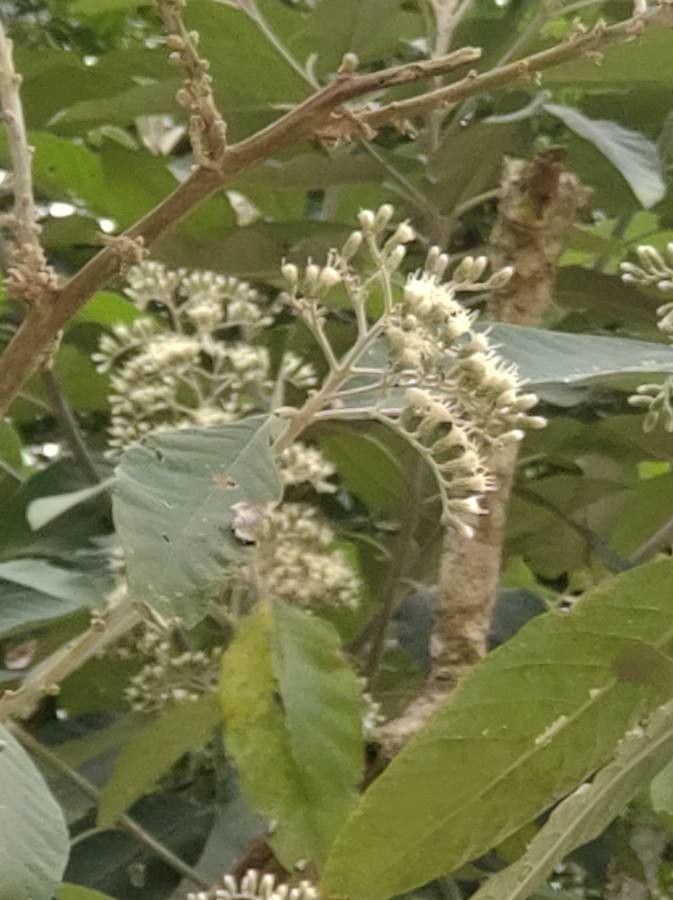 Vernonia amygdalina flower
