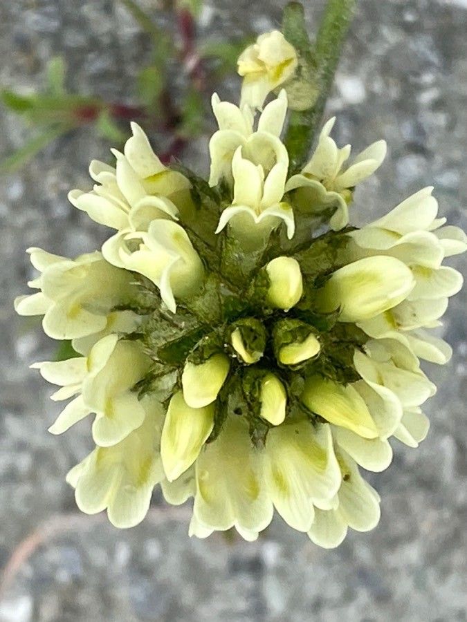 Oxytropis campestris flower