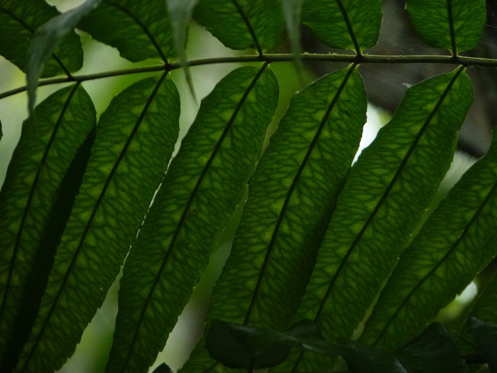 Mickelia guianensis — related species from the same genus