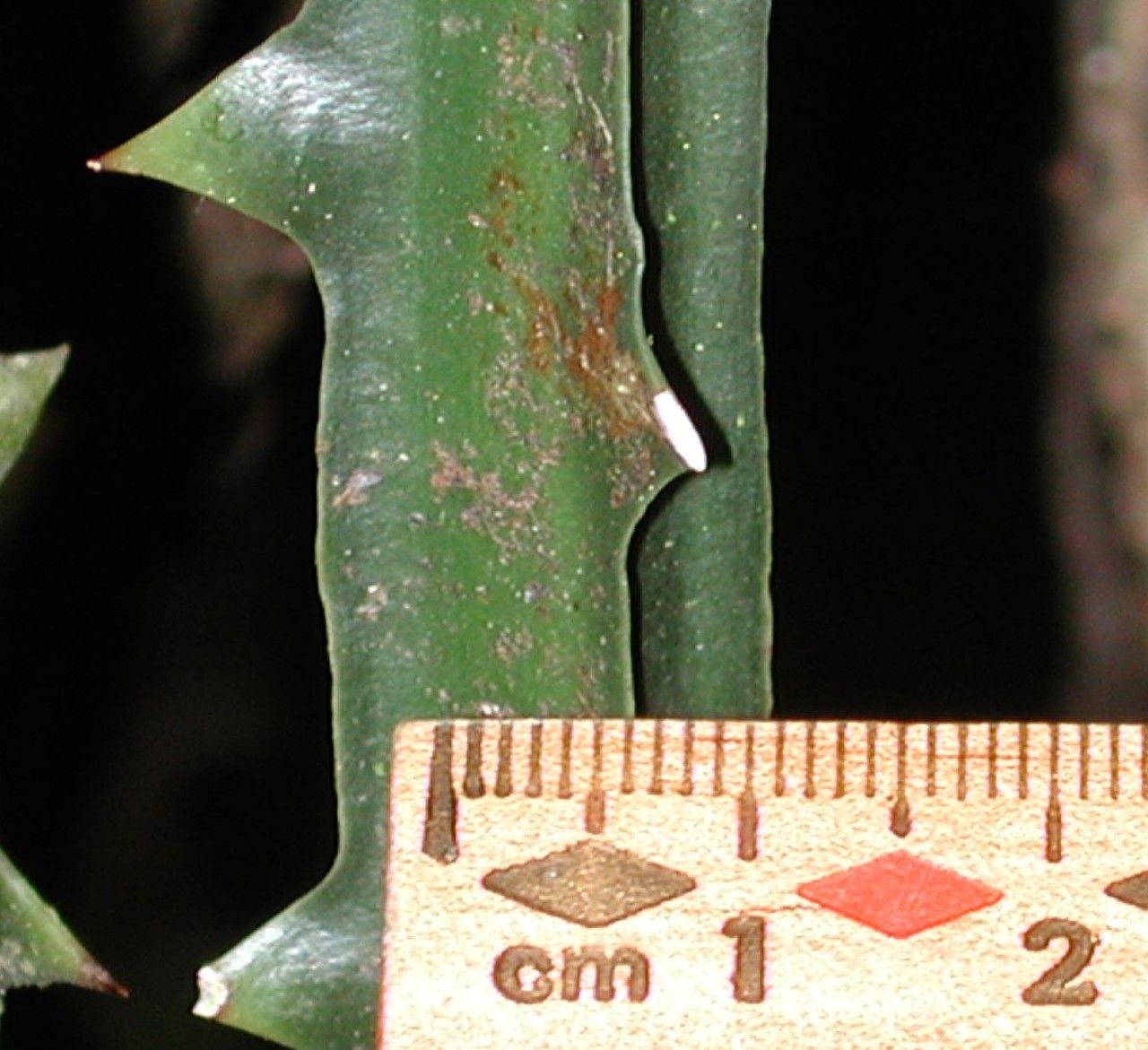 Smilax officinalis bark