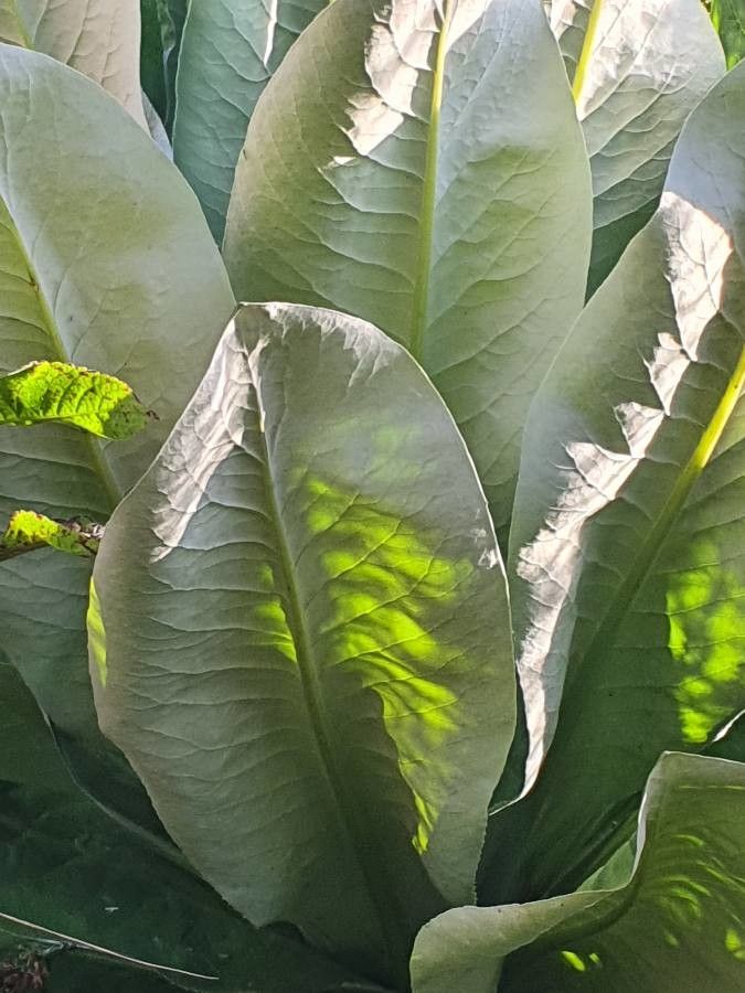 Dendrosenecio battiscombei flower