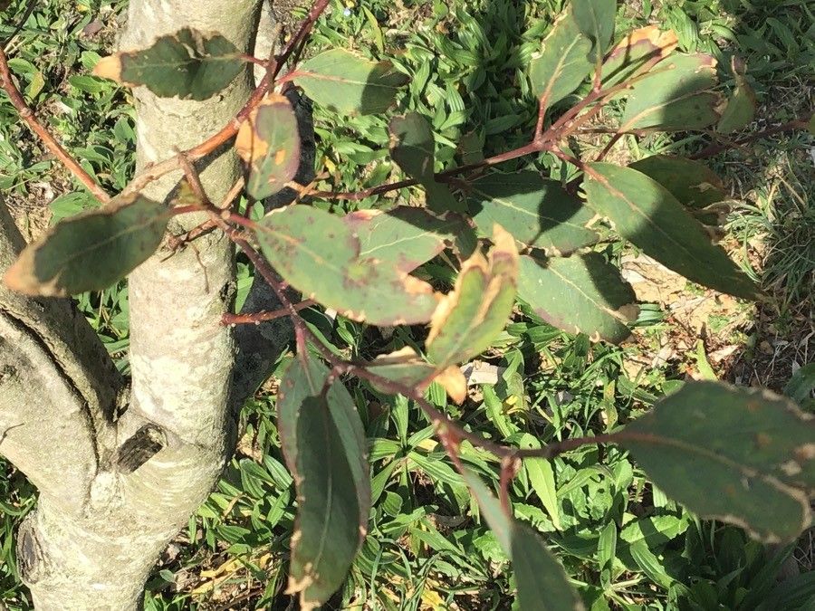 Eucalyptus nitens — search result for 'Eucalyptus'