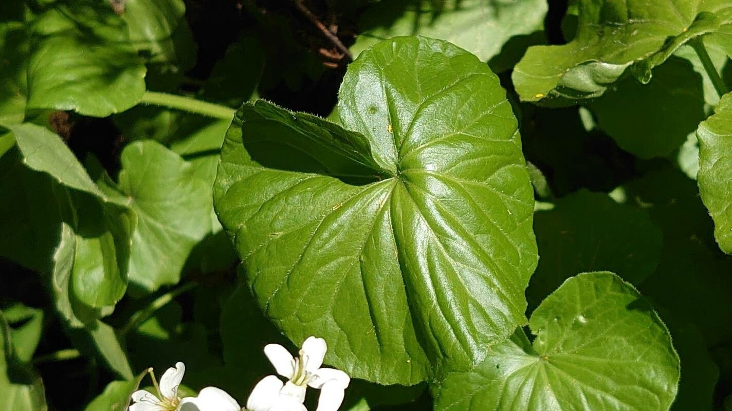 Cardamine asarifolia leaf