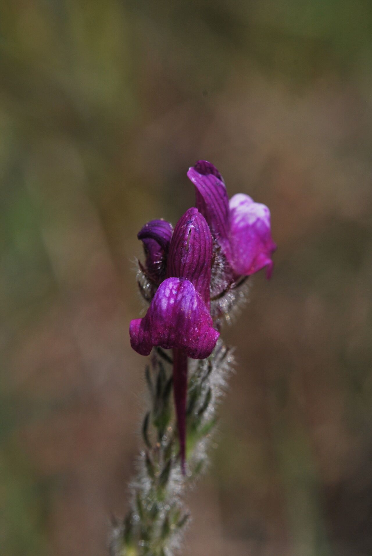 Linaria joppensis — search result for 'Linaria'