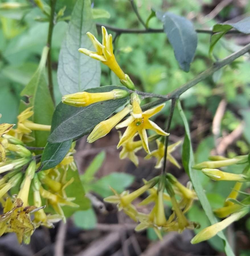 Cestrum parqui flower